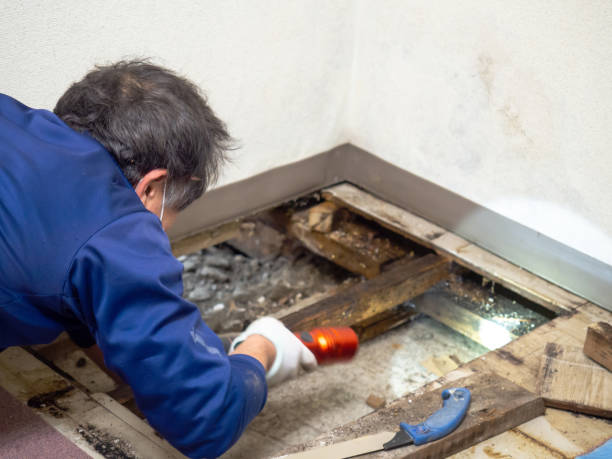 Reliable Pitman, NJ Mold Removal Solutions