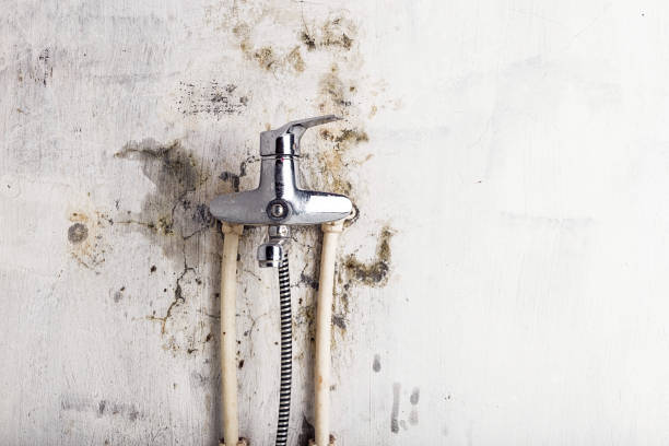 Best Certified Mold Removal  in Pitman, NJ