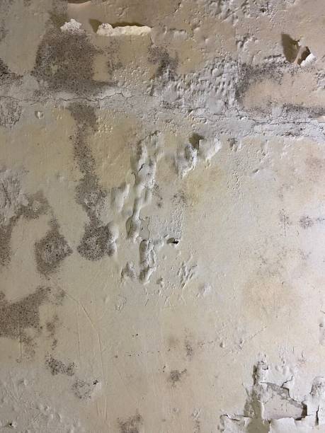 Best Black Mold Removal  in Pitman, NJ