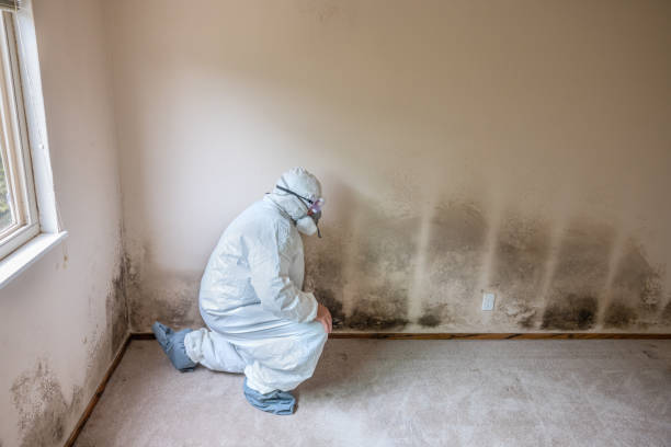 Best Emergency Mold Removal  in Pitman, NJ